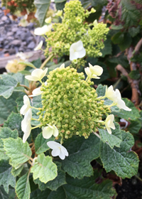 Hydrangea quercifolia 'Syke's Dwarf'